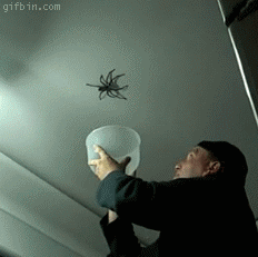 1277193438_huge-spider-on-the-ceiling