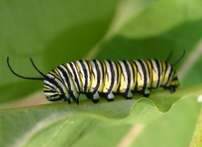 D0HwAgQHTbiqlAuD1aLy_monarch-caterpillar1