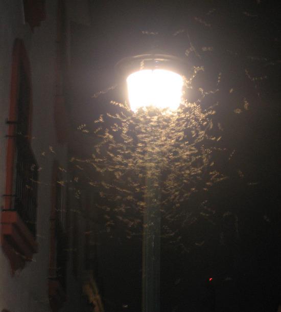 D4ze2ltDSoaIWXygqzxo_moths on light