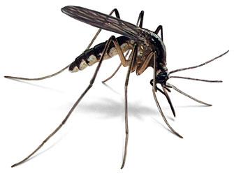 TJ15z6wTaWGehuUaGiGW_mosquito