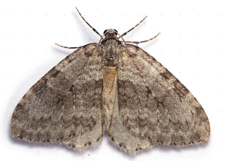 November Moth (Epirrita dilutata)