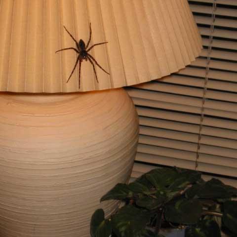 pe7RJwxQy6y4gZRyHbHh_spider on lamp