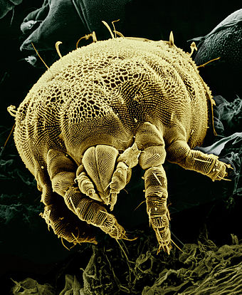 Dust Mite Monster