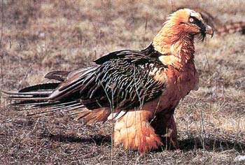 fabeard vulture