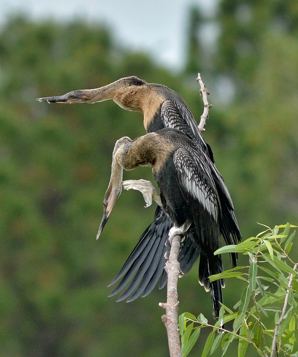 W on X: Who doesn't like a bird with long legs?