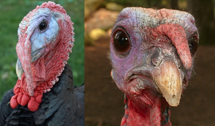 hybrid turkey
