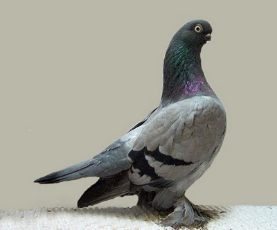 pigberlin-short-faced-muffed-tumbler-pigeon-3