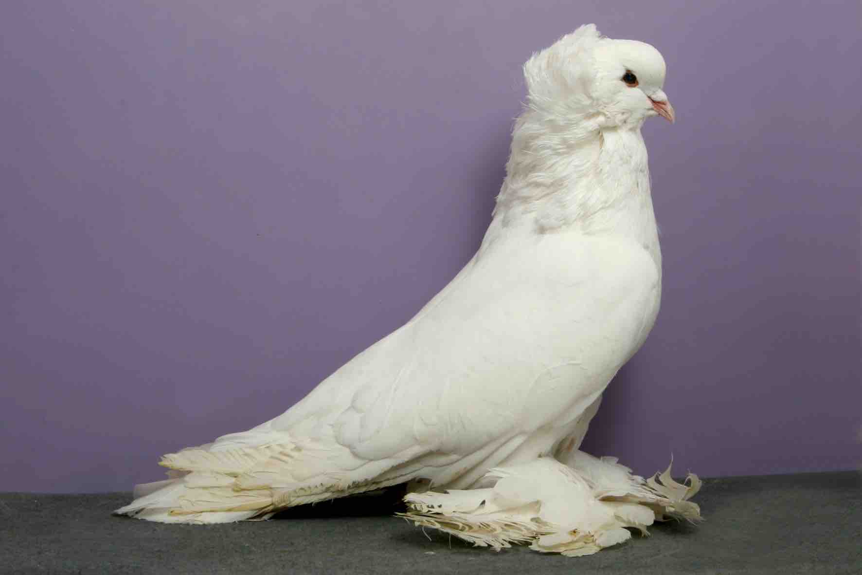 pigeon-concours-beaute-champion-oiseau-12