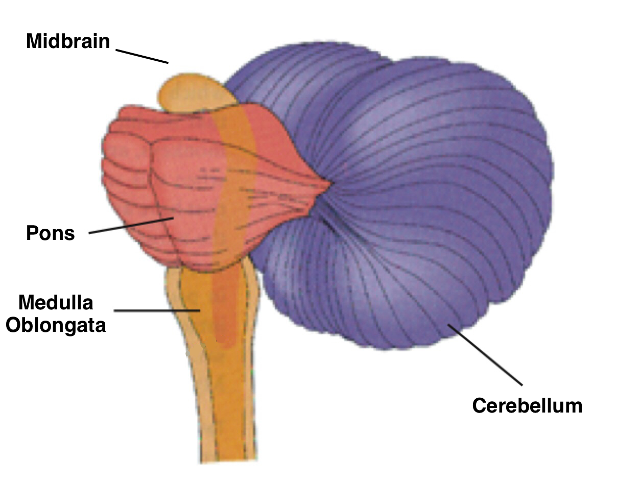 midbrain, pons, cerebellum, and medulla oblongata
